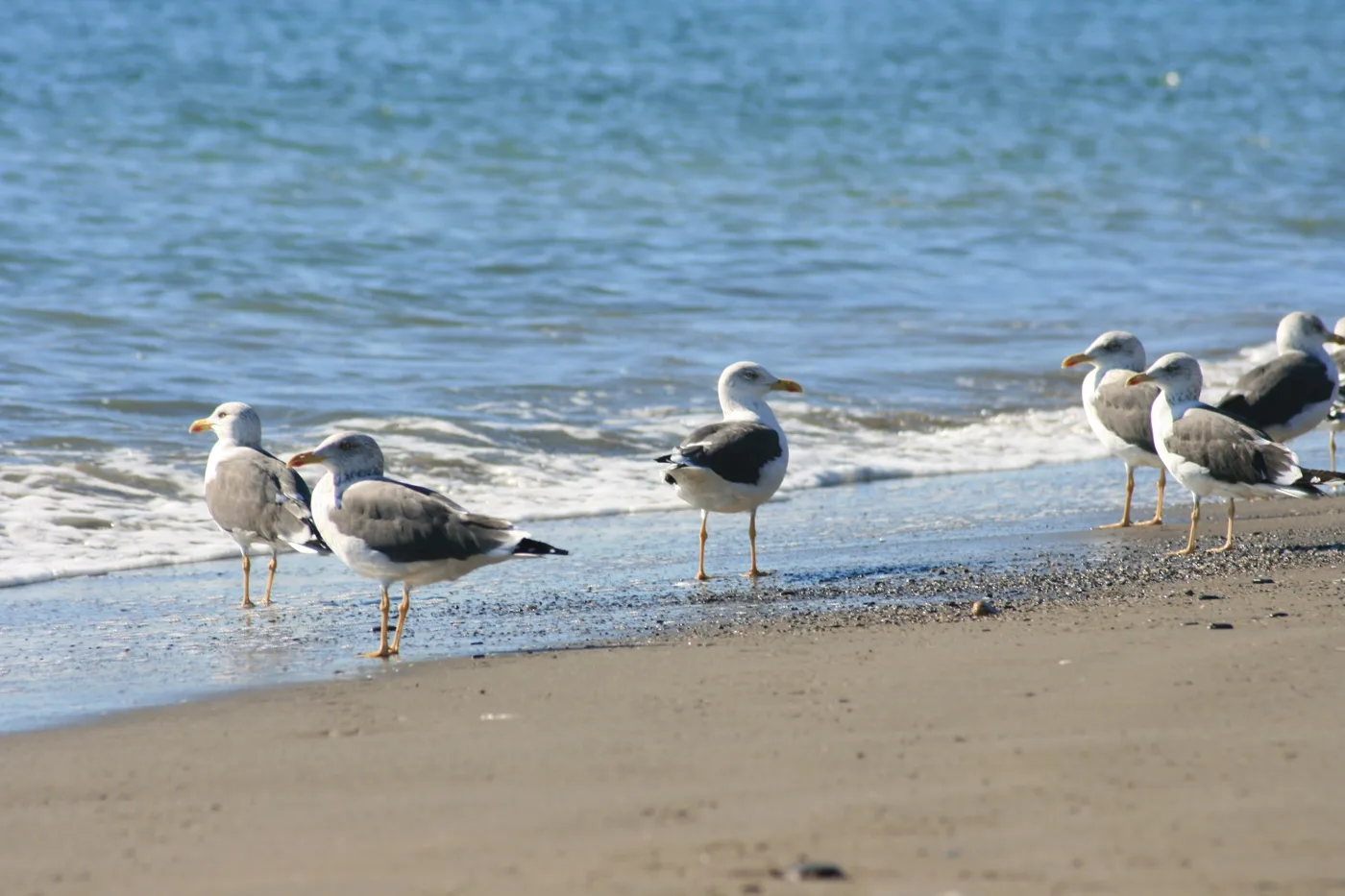 De kust en het zandstrand van El Saladillo in Estepona